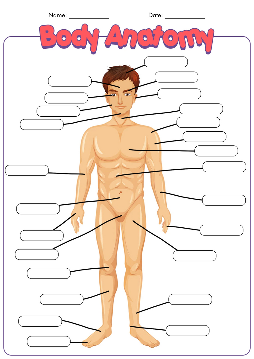 12 Blank Anatomy Worksheets Free PDF At Worksheeto