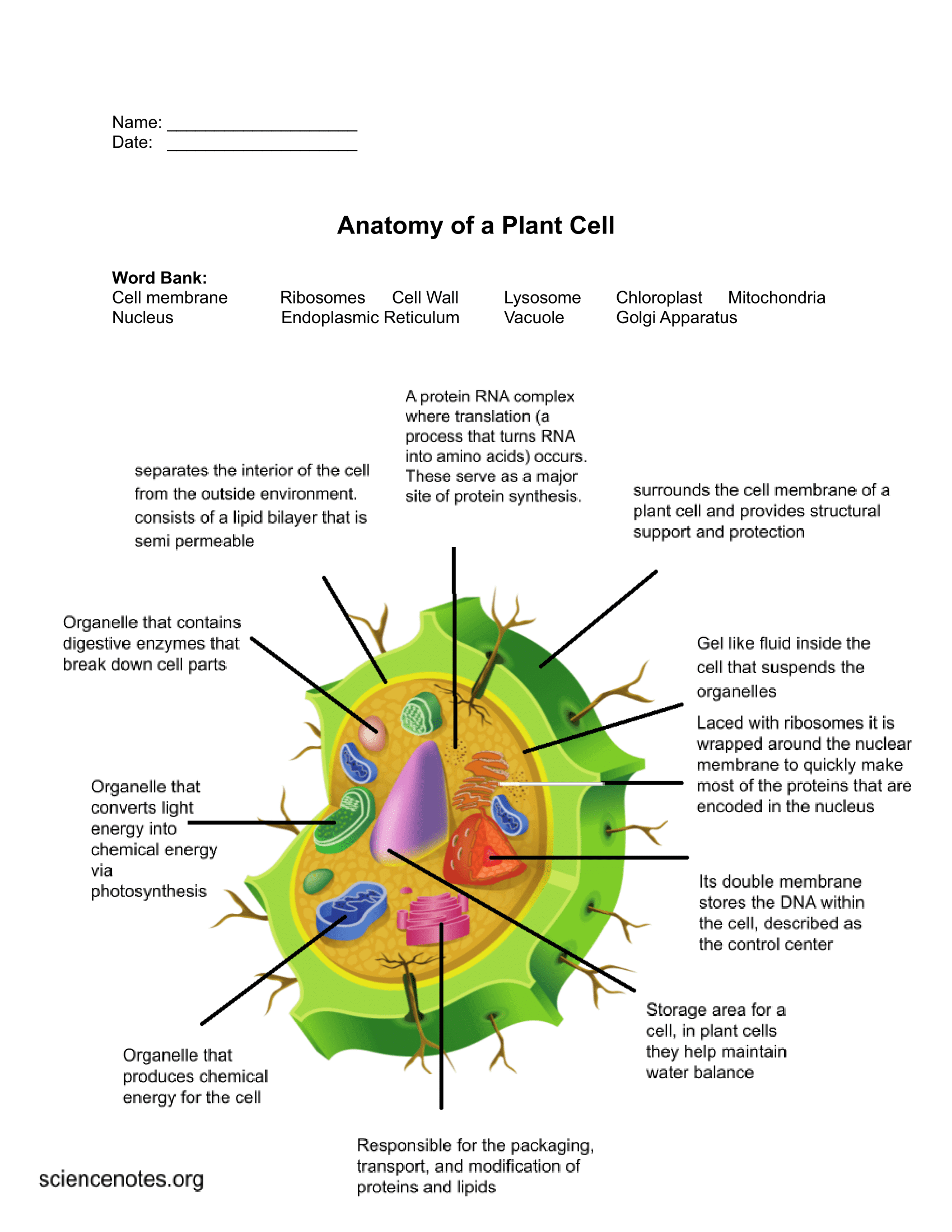Biology Worksheets Notes And Quizzes PDF And PNG Biology Worksheets Notes And Quizzes PDF And PNG