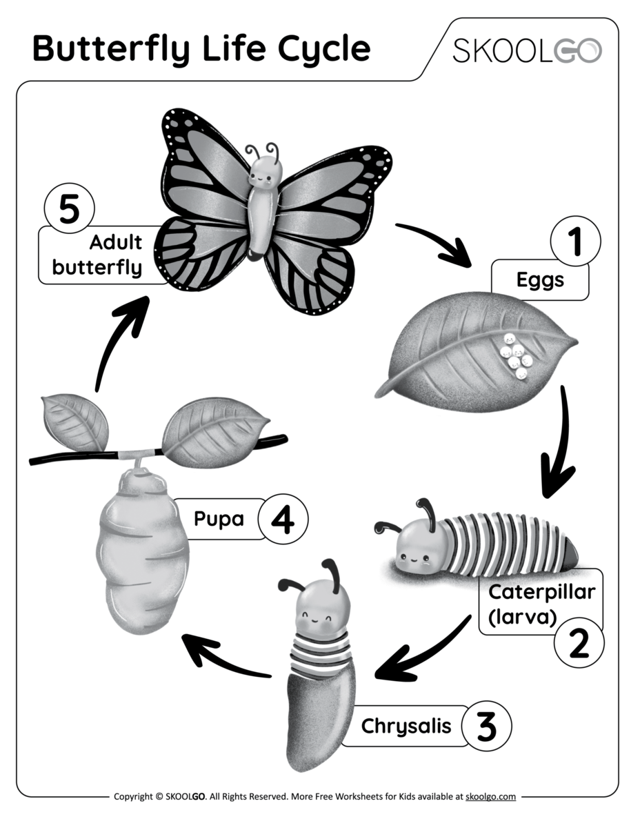 Free Butterfly Life Cycle Printable Fun A Day