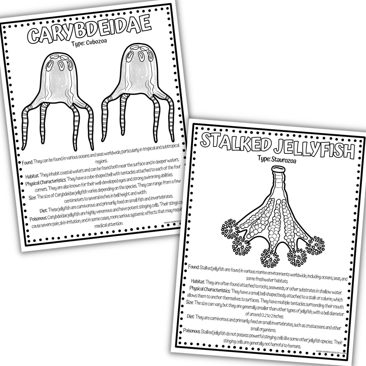 Cnidarians Jellyfish Worksheets