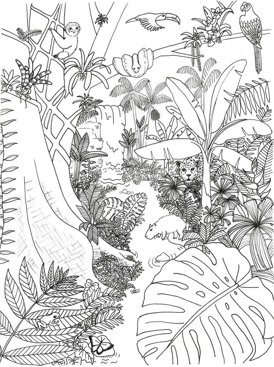 Rainforest Coloring Pages Preschool Mom