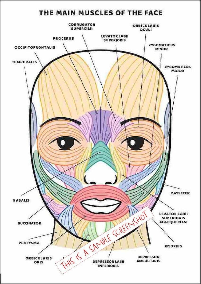 Facial Muscles And Their Functions Guide Printable Instant Digital Download Chart Poster Diagram Of Face Anatomy 2 Page PDF Learning Etsy Facial Muscles And Their Functions Guide Printable Instant Digital Download Chart Poster Diagram Of Face Anatomy 2 Page PDF Learning Etsy
