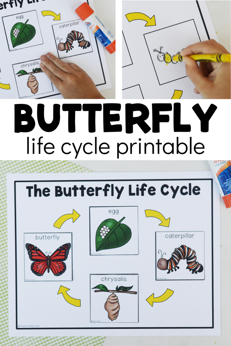 Free Butterfly Life Cycle Printable Fun A Day Life Cycle Of A Butterfly Cut And Paste Activity Printable Butterfly Life Cycle Coloring Page Life Cycle Of A Butterfly Coloring Pages Etsy