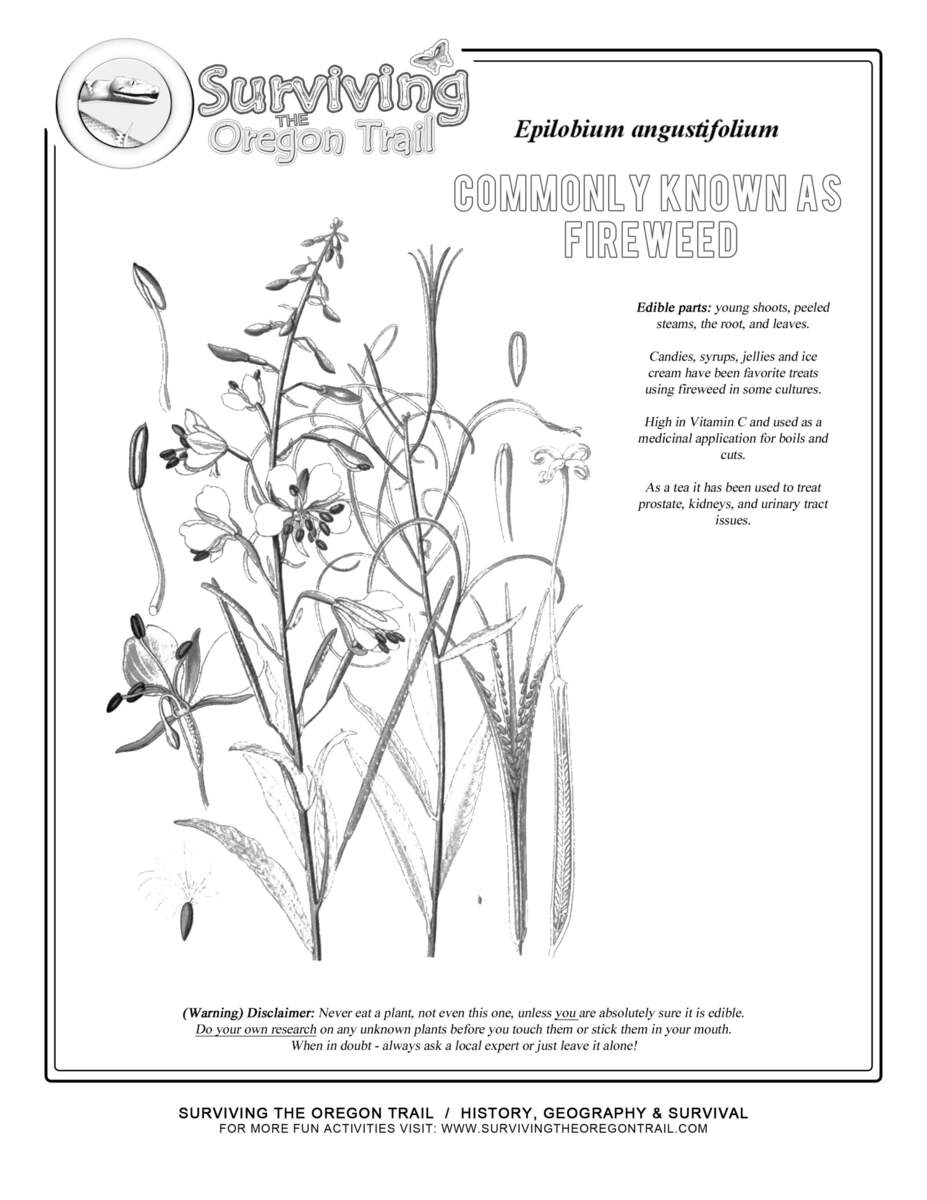 Free Coloring Page Fireweed It s A Wild Edible Surviving The Oregon Trail