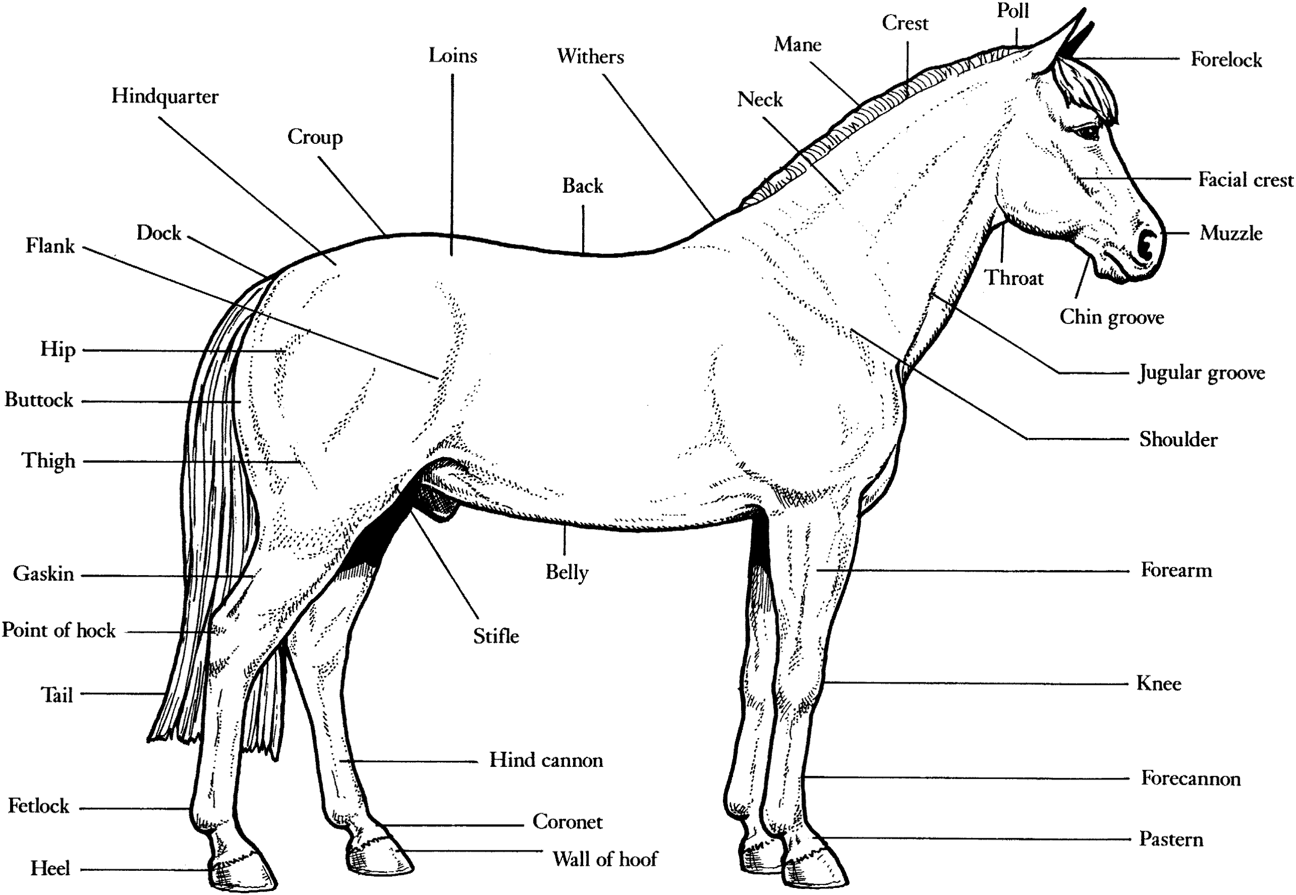 15 Horse Anatomy Worksheets Printable Free PDF At Worksheeto