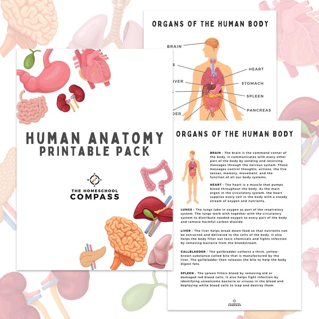 Free Human Anatomy Printable Pack Homeschool Compass Heart Anatomy Free Worksheet For Kids SKOOLGO