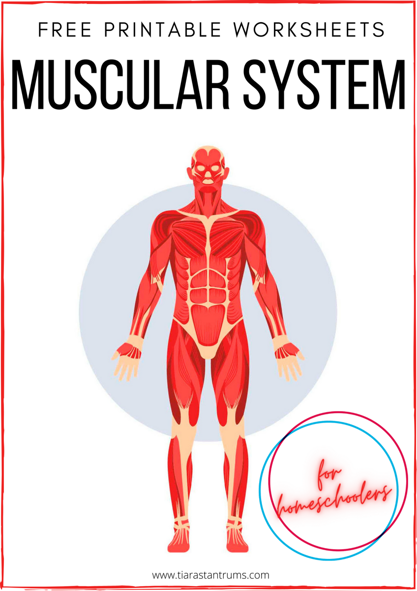 FREE Muscular System Worksheets Printable Tiaras Tantrums Worksheets Library