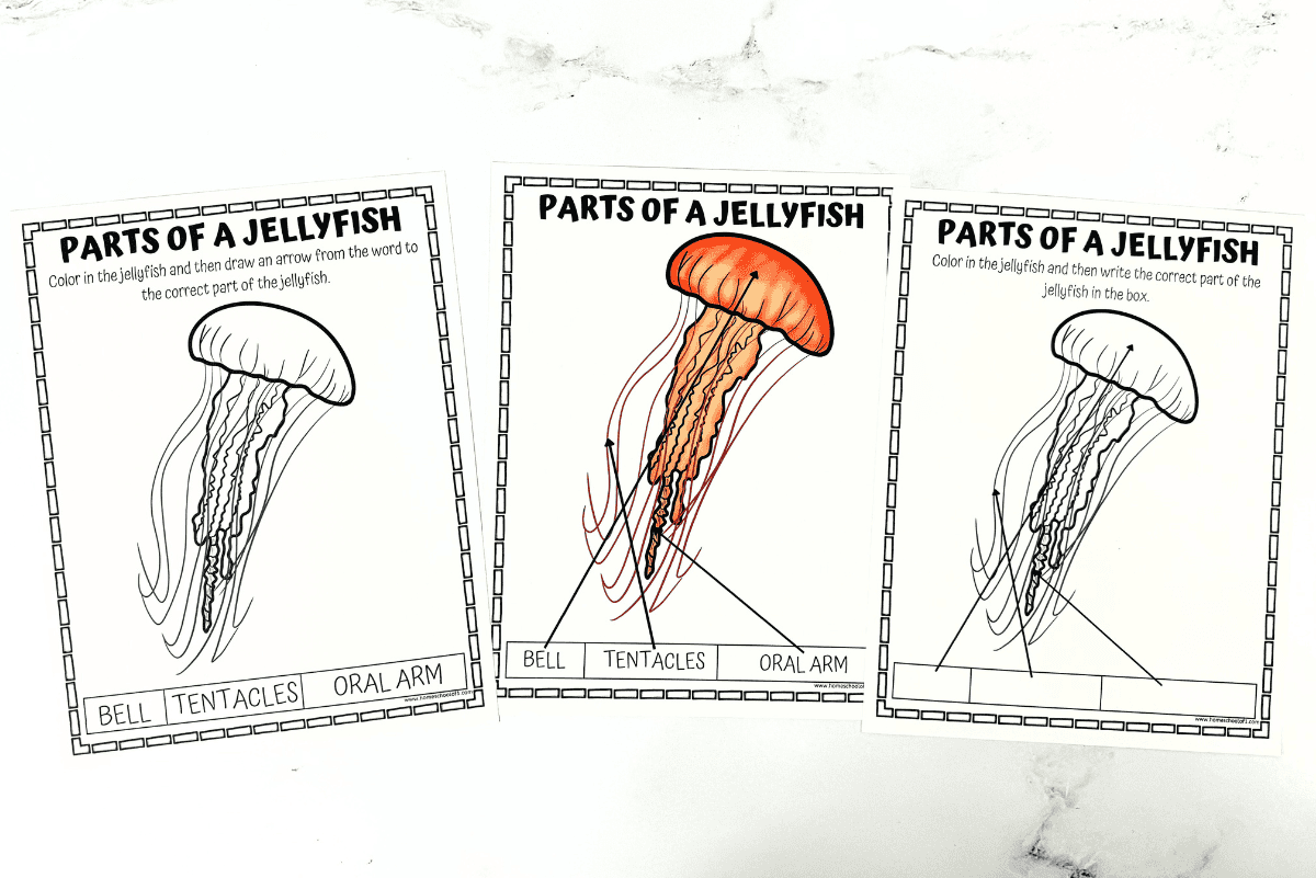 Free Parts Of A Jellyfish Worksheet