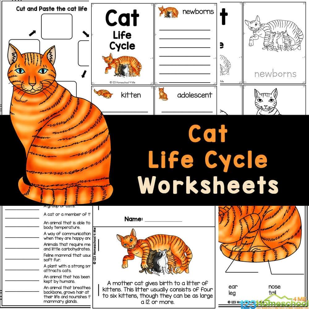 FREE Printable Cat Life Cycle For Kids Worksheets
