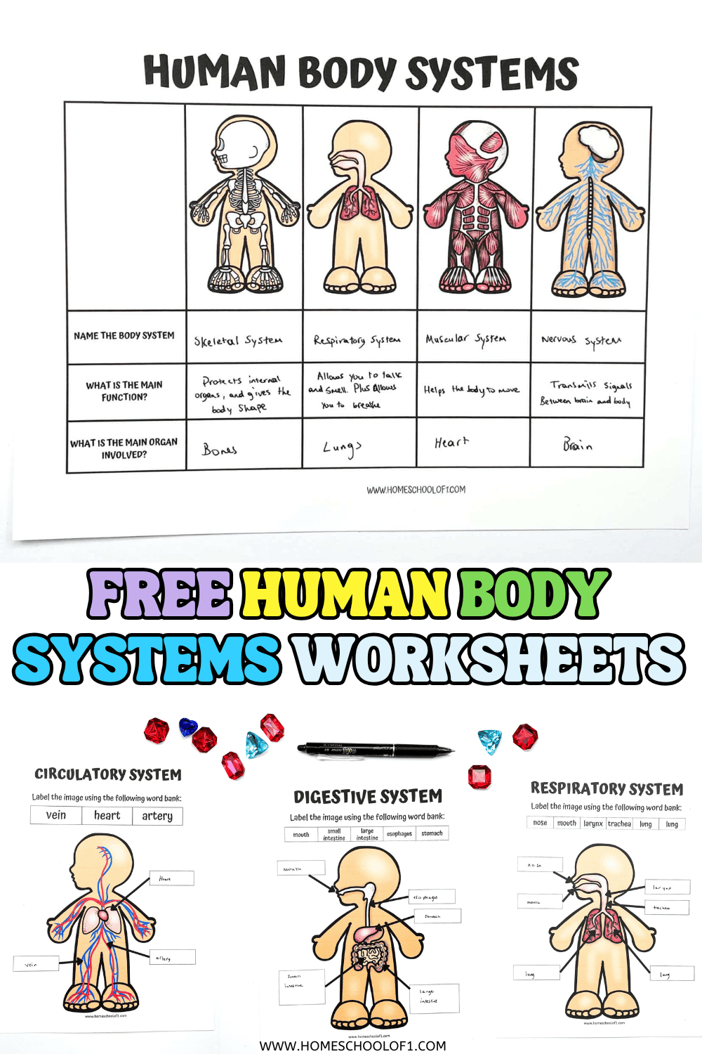 Free Printable Human Body Systems Worksheets For Kids Free Printable Human Body Systems Worksheets For Kids