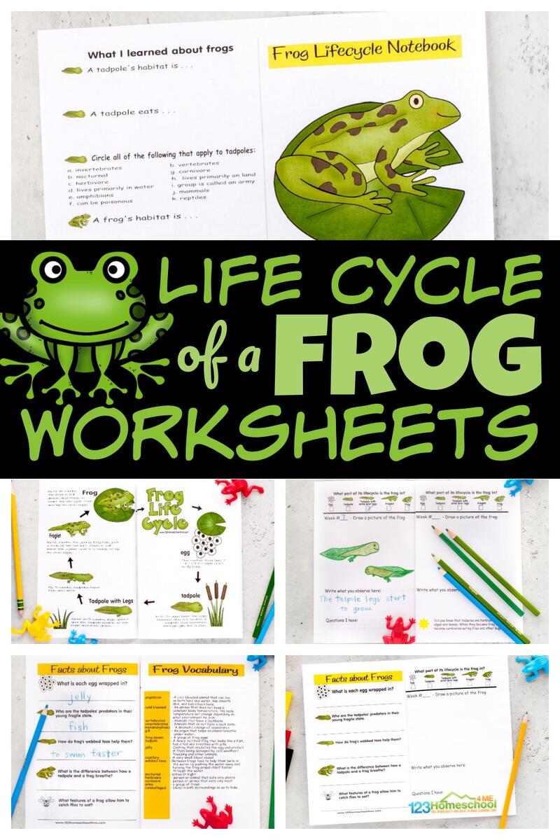 Frog Life Cycle Free Worksheet SKOOLGO