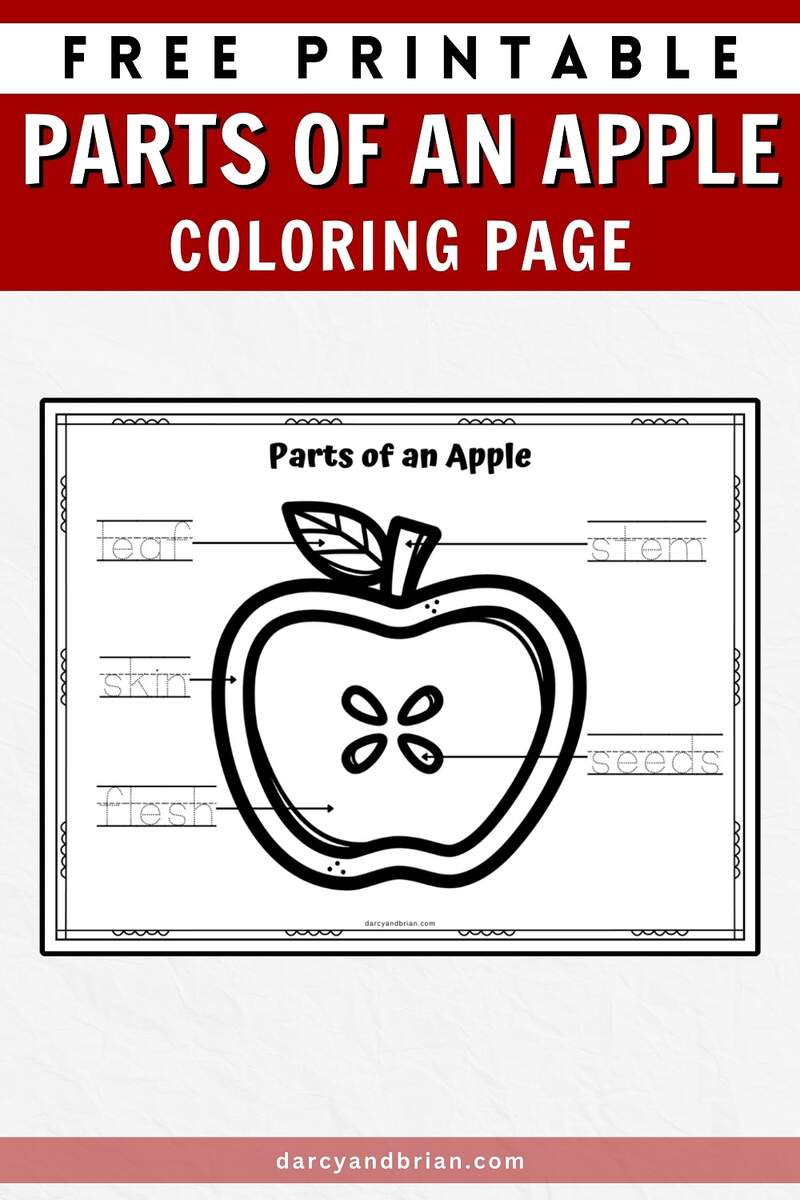 Free Printable Parts Of An Apple Coloring Page Free Printable Parts Of An Apple Coloring Page