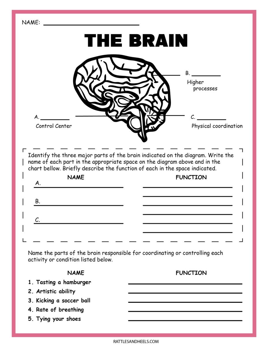 Free Science Worksheets The Nervous System Adanna Dill Free Science Worksheets The Nervous System Adanna Dill