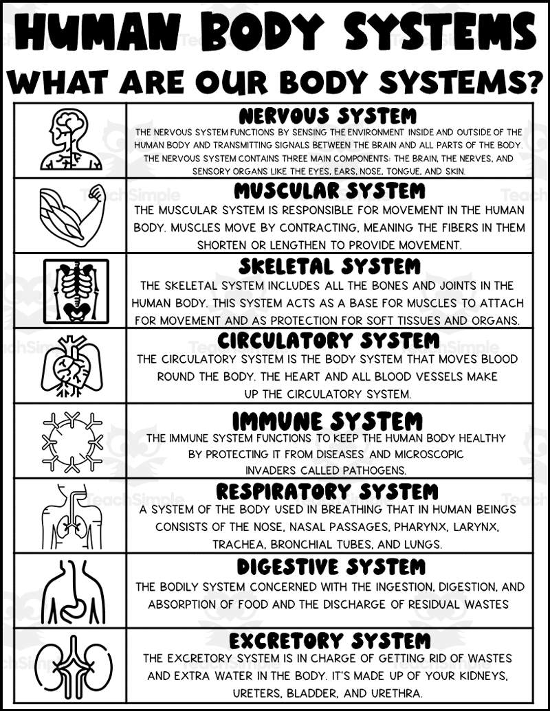 Human Body Systems Printable By Teach Simple 8 Human Body Systems Worksheets For Kids Homeschool Of 1