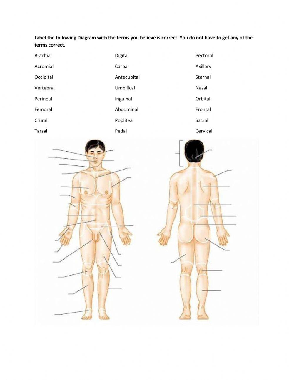 Label Parts Of The Body Worksheet Worksheets Library Label Parts Of The Body Worksheet Worksheets Library