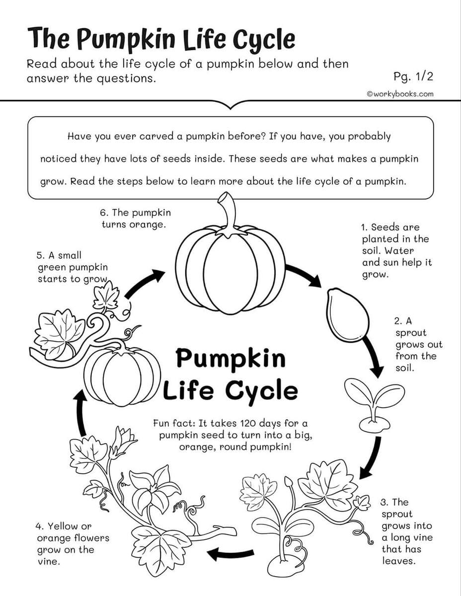 Life Cycles Worksheets Workybooks Spring Early Finishers 2nd Grade Science Ordering The Worksheets Library