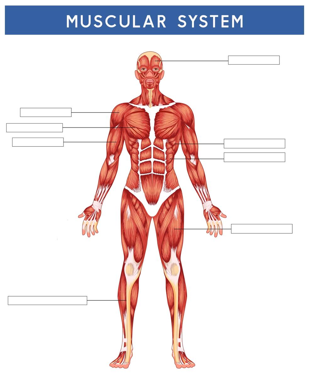 Muscular System Unit Worksheets And Activities Homeschool Den Worksheets Library