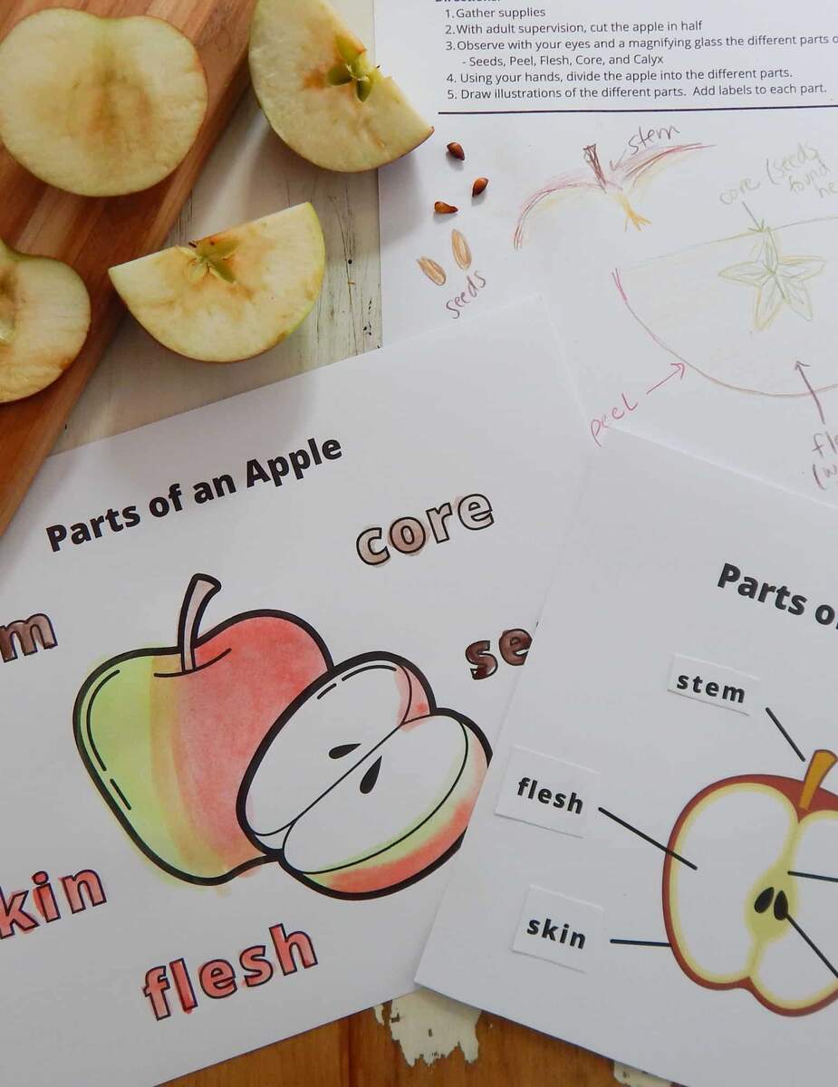 Parts Of An Apple With Free Printables Free Printable Parts Of An Apple Coloring Page