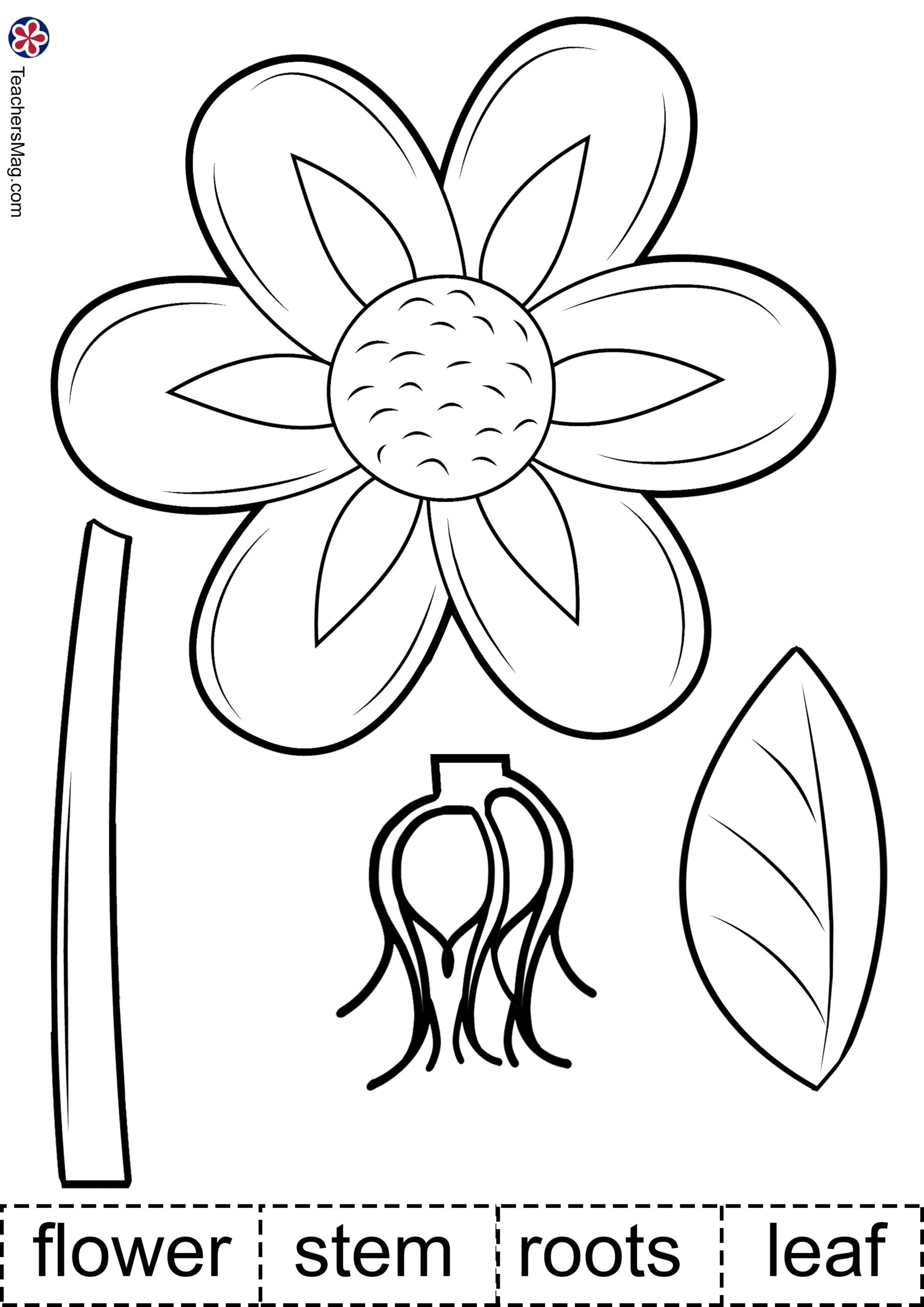 Plant Activities For Preschoolers Parts Of A Plant Worksheet TeachersMag Printable Activities Parts Of A Plant Worksheet For Kindergarten Made By Teachers