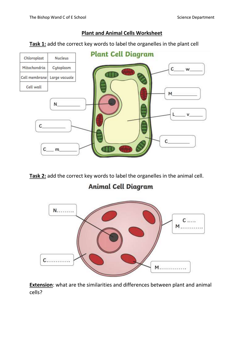 Plant Animal Cells Worksheet Labeling Comparison Plant Animal Cell Diagram With Fillable Worksheet By Mr Evaskevich