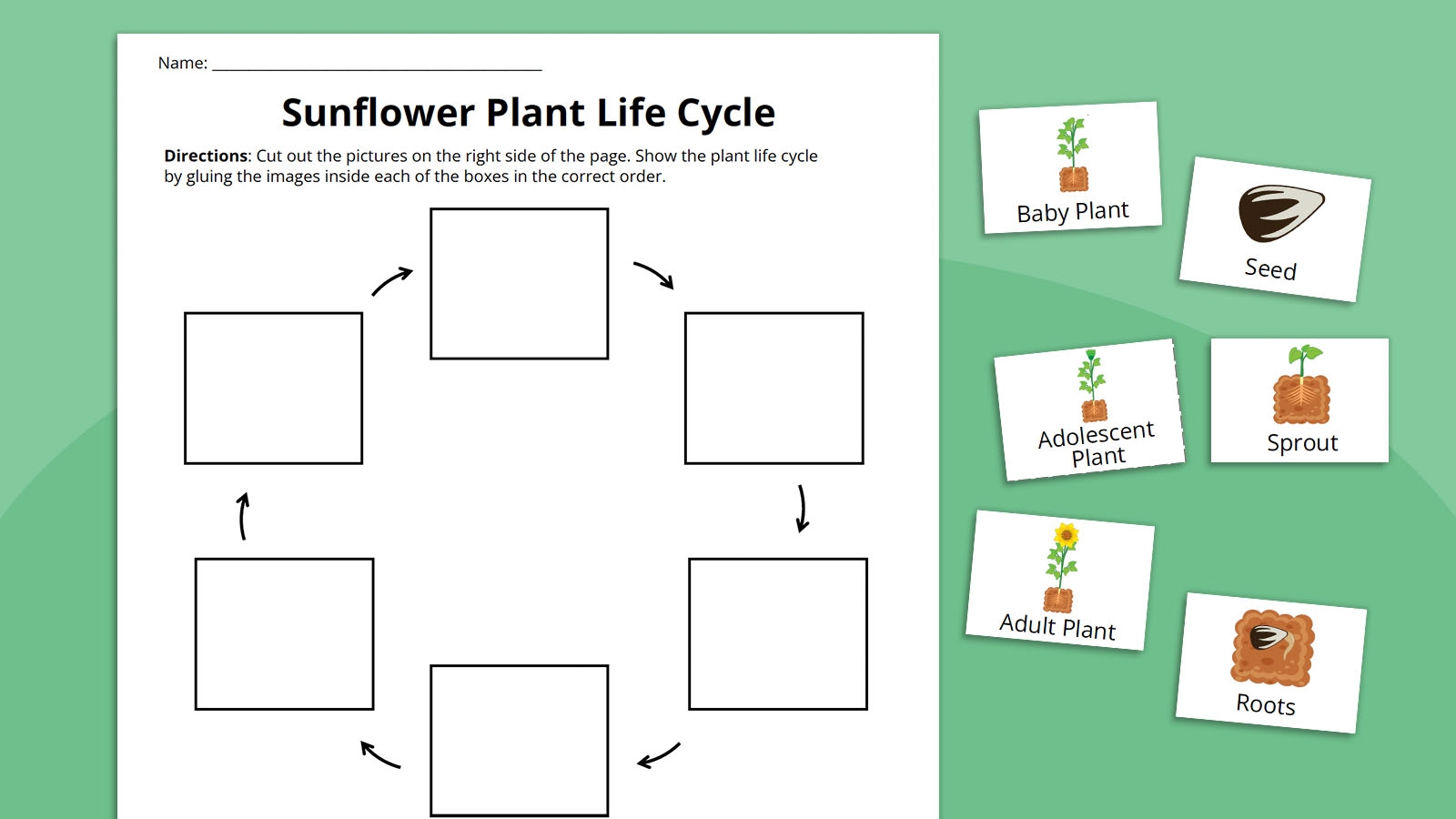 Plant Life Cycle Worksheet Bundle Free Printables Life Cycle Of A Plant Worksheet Free Printable Digital PDF