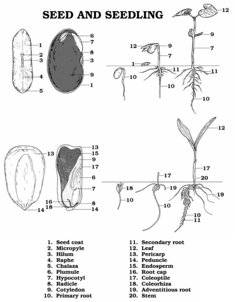 Free Plant Life Cycle Worksheet For Kids