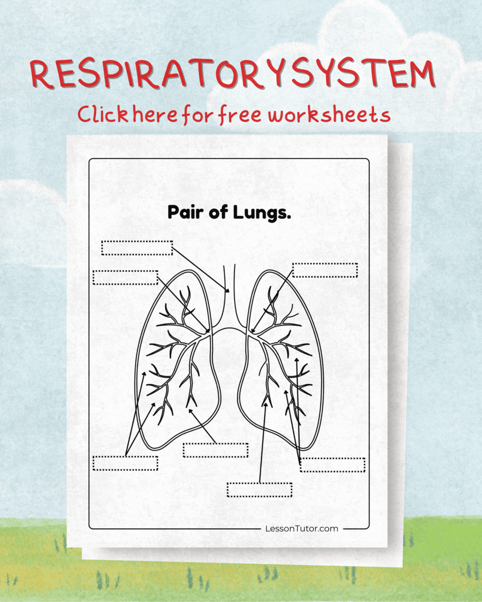 Respiratory System Worksheets Free Coloring Pages PDF Printables And Worksheets Lesson Tutor