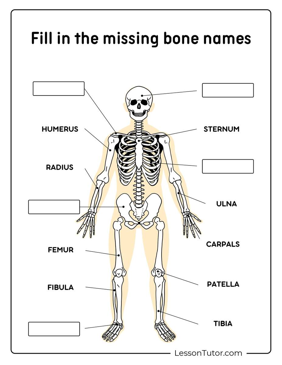 Skeleton System Worksheets Free Coloring Pages PDF Printables And Worksheets Lesson Tutor