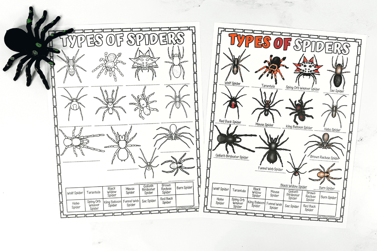 Spider Worksheet For Kids Identify Different Types Of Spiders