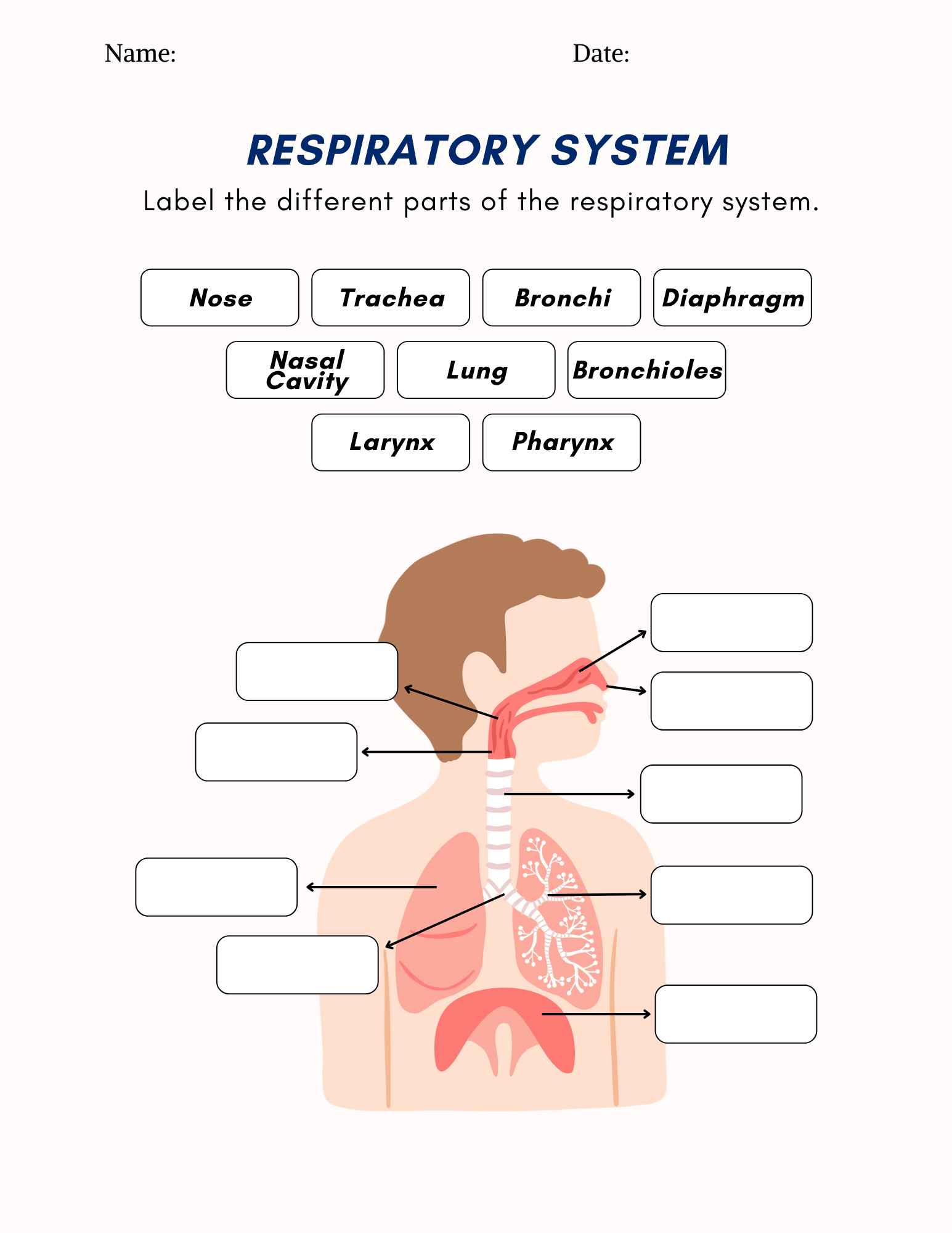 The Respiratory System Worksheet Education World Respiratory System Worksheets Free Coloring Pages PDF Printables And Worksheets Lesson Tutor
