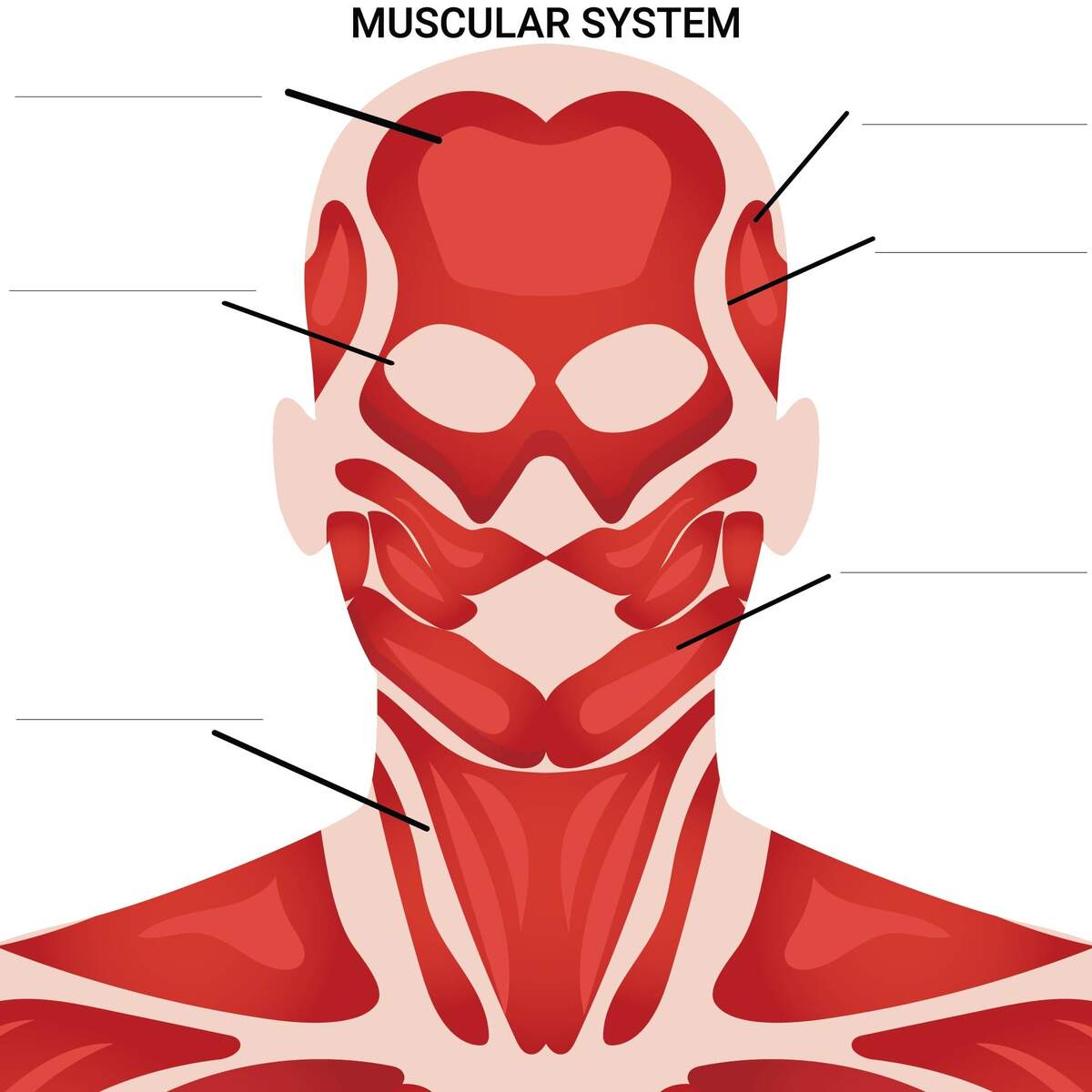 Worksheets Muscle Anatomy 10 Free PDF Printables Printablee Muscular System Free Worksheet For Kids SKOOLGO